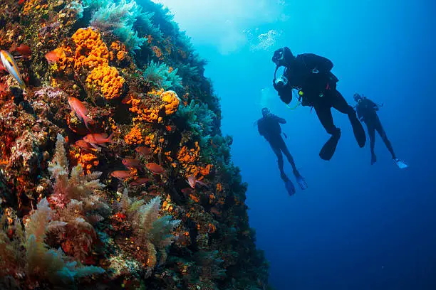 Scuba diving. Beautiful sea life, live sea orange gorgonian. Underwater scene with group of scuba divers, explore and enjoy at sea sponge. Scuba diver point of view.