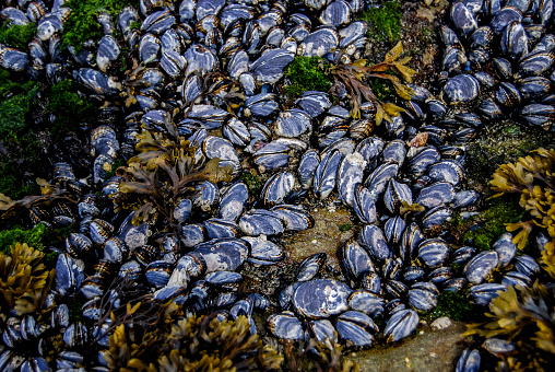 A group of wild mussels in a tidal pool at low tide, among bits of seaweed.