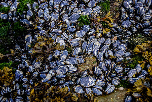 Wild Mussels and Seaweed stock photo