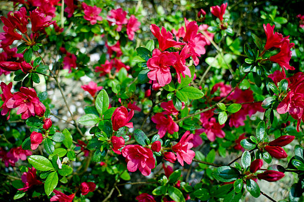istock small fushia flowers 541601118