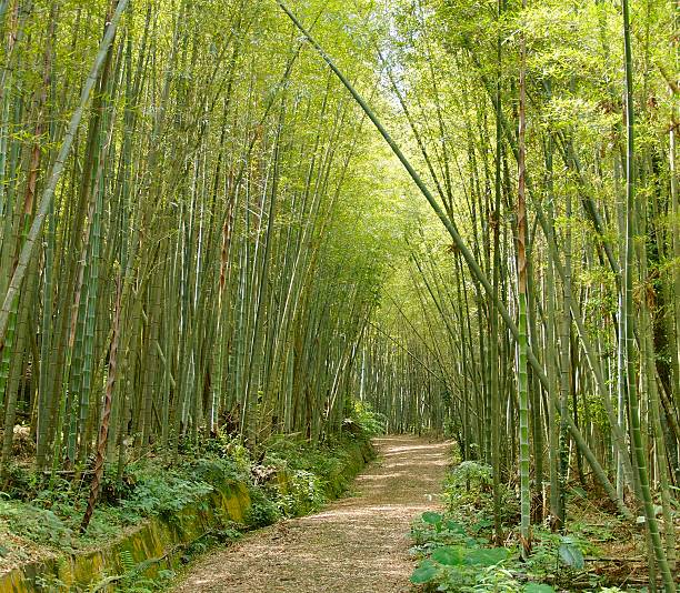 istock Green bamboo forest in Taiwan 541601240