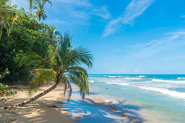 플라야 치키타 - 푸에르토 비에호, 코스타리카 에서 가까운 해변 - costa rica beach palm tree tree 뉴스 사진 이미지