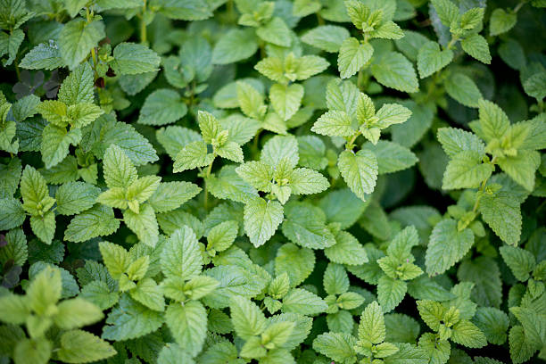 Seasoning herbs and spices: Melissa officinalis (balm or balm mint)