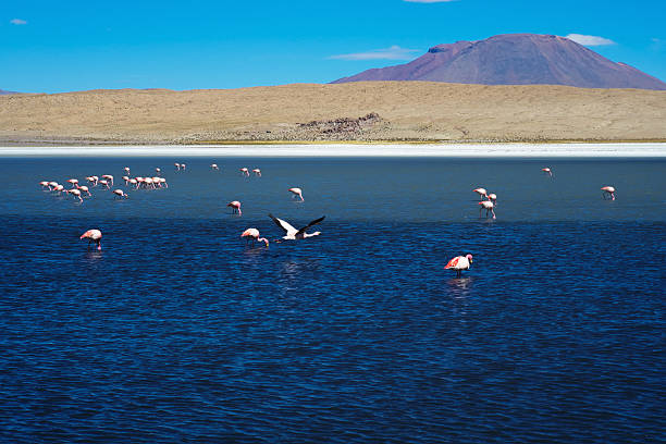 istock Flamingos in the Andes 541602070