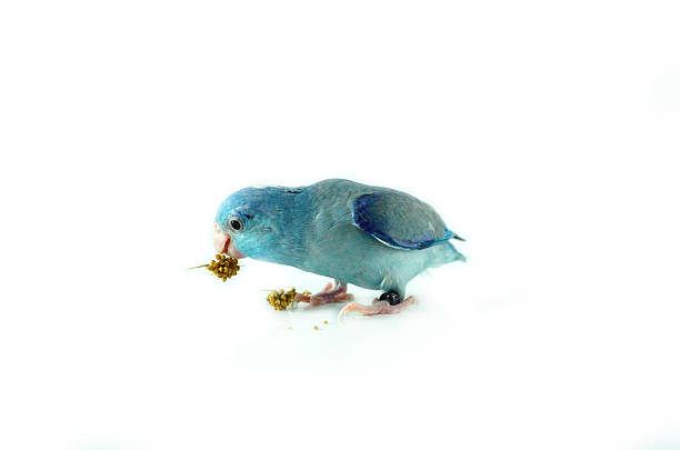 istock Pacific Parrotlet eating the millet, Forpus coelestis on white background 541603426