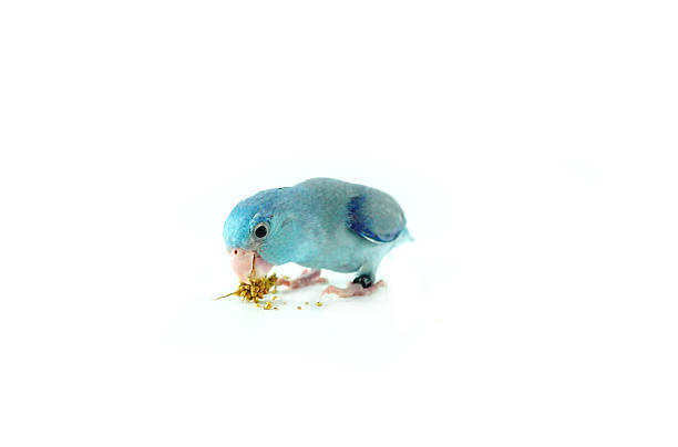 istock Pacific Parrotlet eating the millet, Forpus coelestis on white background 541603502