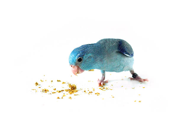 istock Pacific Parrotlet eating the millet, Forpus coelestis on white background 541603724