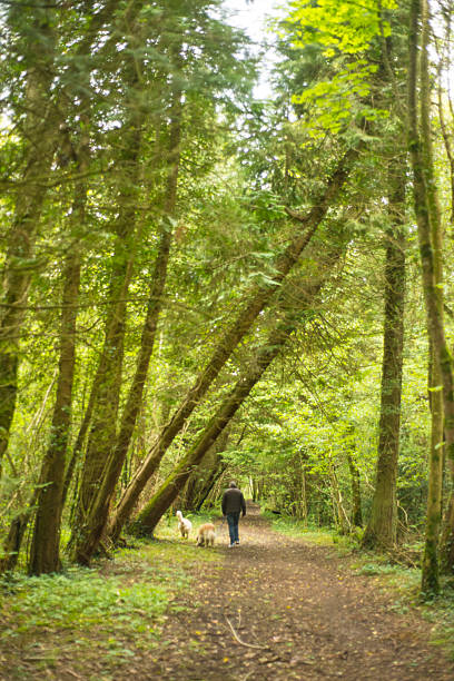 istock man in woods walking with his dogs 541603910