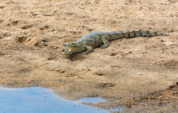 istock Crocodile next to the water 541604090