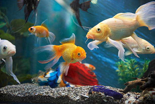 istock aquarium colourfull fishes 541604430