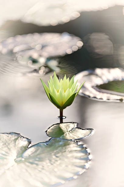 istock Vintage lotus flower close up 541604780