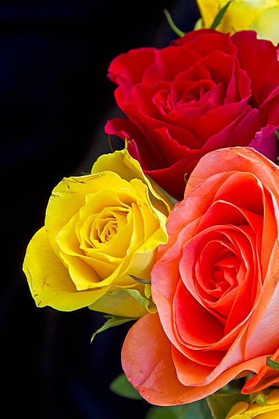 istock Bouquet of roses 541605360