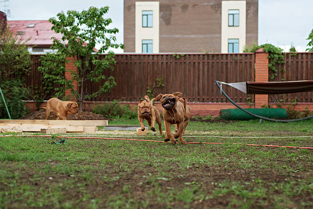 istock Dogue de Bordeaux dog runs on the grass 541605874