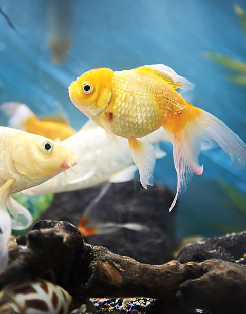 istock gold fish in aquarium 541606564