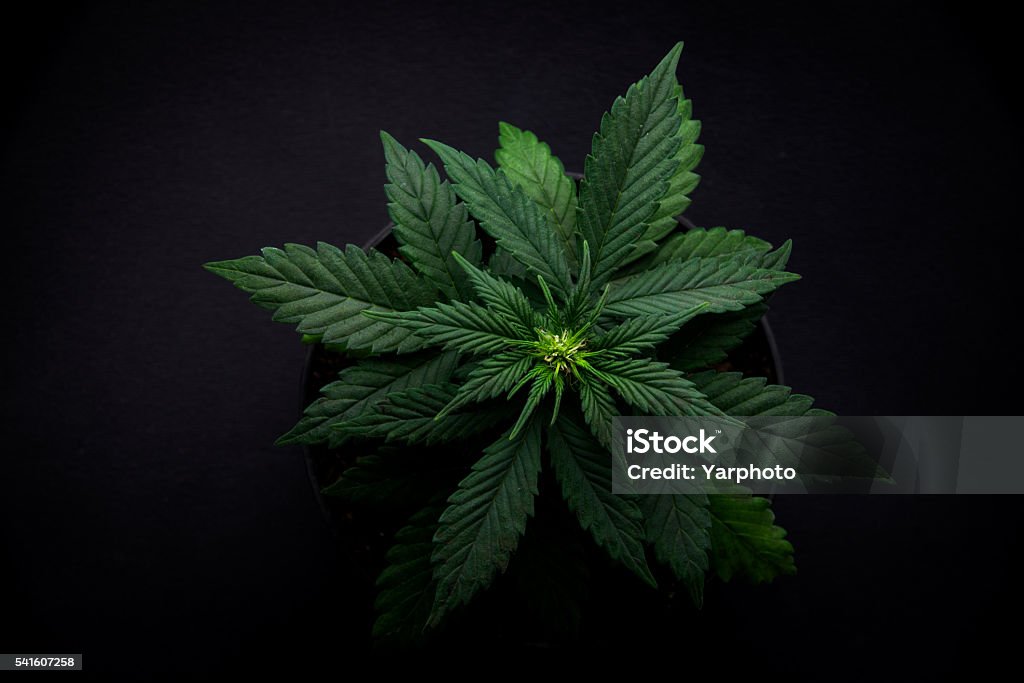 arijuana leaves on a black background  top view bush varietal marijuana leaves on a black background in a coffeeshop top view Cannabis Plant Stock Photo