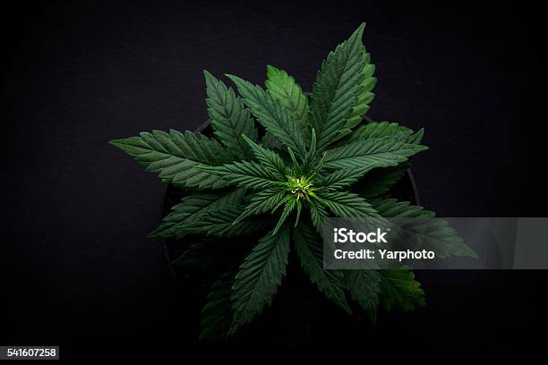 Arijuana Leaves On A Black Background Top View Stock Photo - Download Image Now - Cannabis Plant, Marijuana - Herbal Cannabis, Cloning