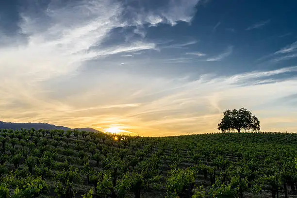 Sun setting behind green grapevines in Sonoma Valley. Tree silhouette on the rolling hills. Blue and orange sky with wispy white clouds.