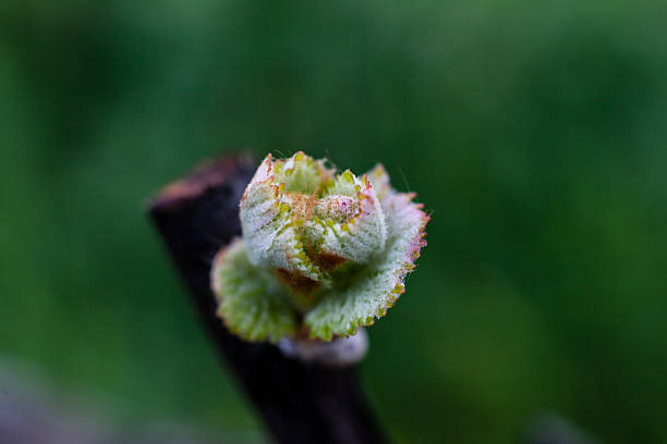 bud break primo-up in un vigneto napa californiano - napa napa valley california flower foto e immagini stock