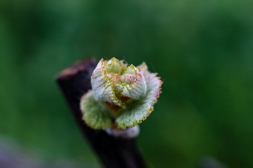 Close up of a raspberry bush branch and thorns with one small green bud on the branch. Piles of branches, softly out of focus, can be seen in the background.