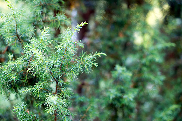 istock Seasoning herbs and spices: Juniperus communis (common juniper) 541608744