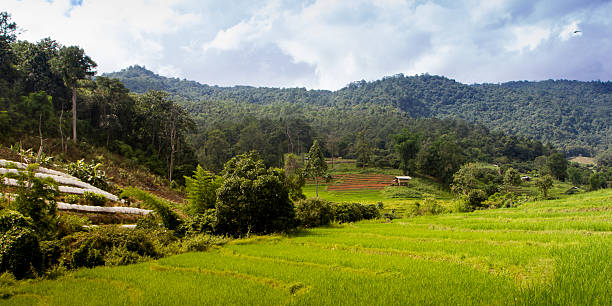 istock Tea plantation in Thailand 541609462