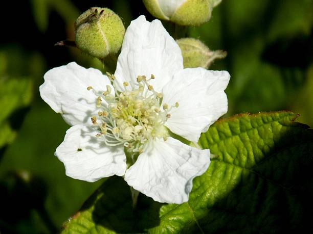 istock Beautiful flower on meadow in wild nature during spring 541611204