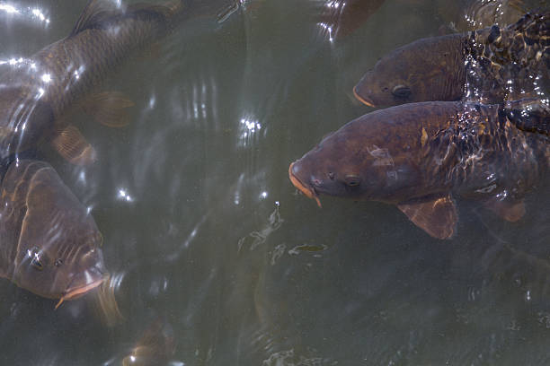 istock underwater feeding carps in closeup 541822960