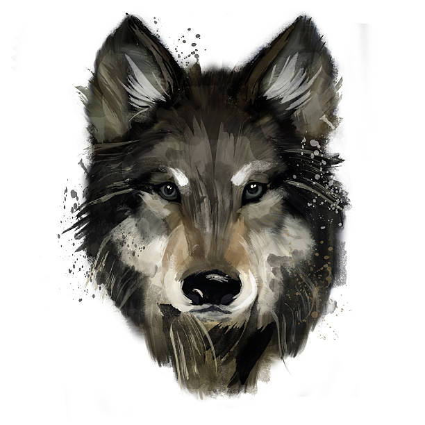 wolf aquarell illustrationen - wolf stock-grafiken, -clipart, -cartoons und -symbole