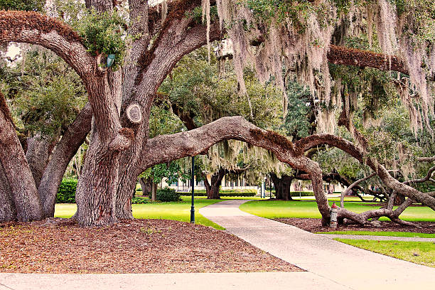 jekyll island gruzja - jekyll island zdjęcia i obrazy z banku zdjęć