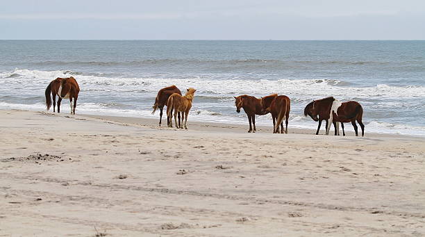istock Assateague Island, Maryland 541824768