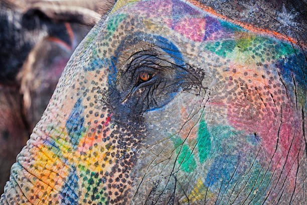 istock Painted Elephant Portrait in Amer, India 541825066
