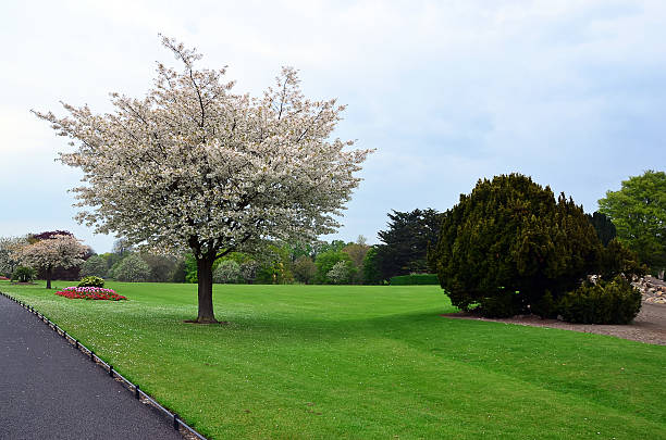 istock blossoming tree and grass in the city park 541825416
