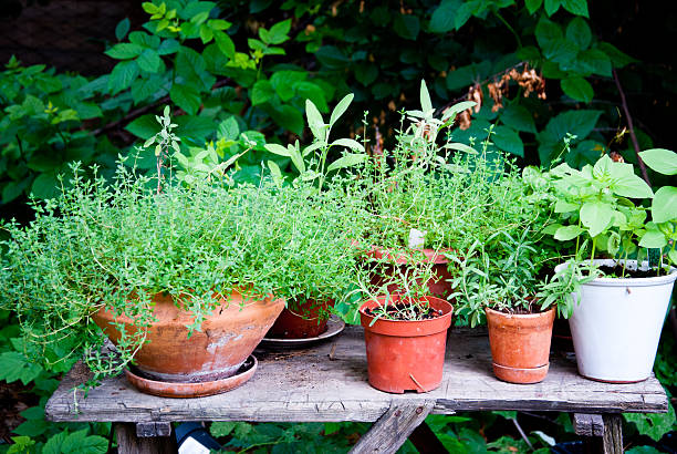 オーガニックハーブガーデン - oregano herb garden herb gardens ストックフォトと画像