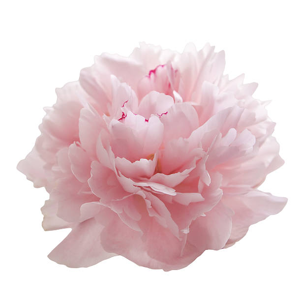 istock beautiful pink peony flower isolated on white 541825756