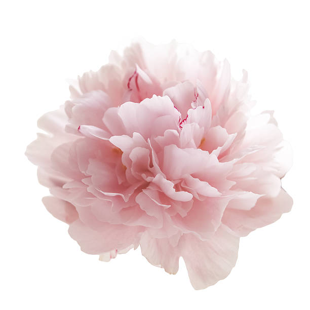 istock beautiful pink peony flower isolated on white 541825780