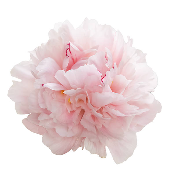 istock beautiful pink peony flower isolated on white 541825800