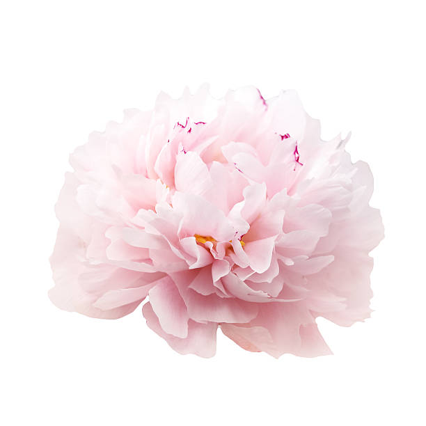 istock beautiful pink peony flower isolated on white 541825826