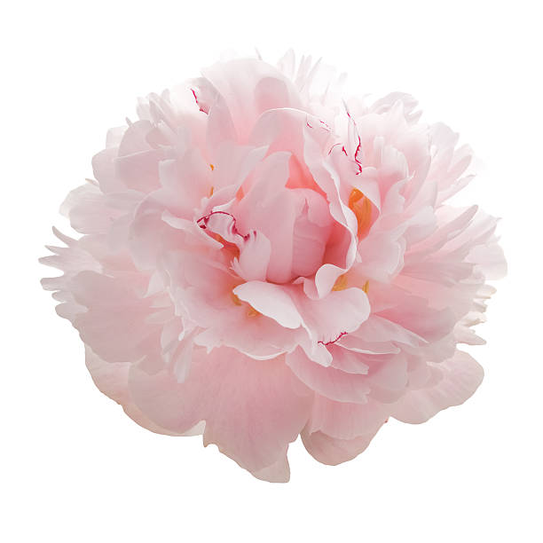 istock beautiful pink peony flower isolated on white 541825866