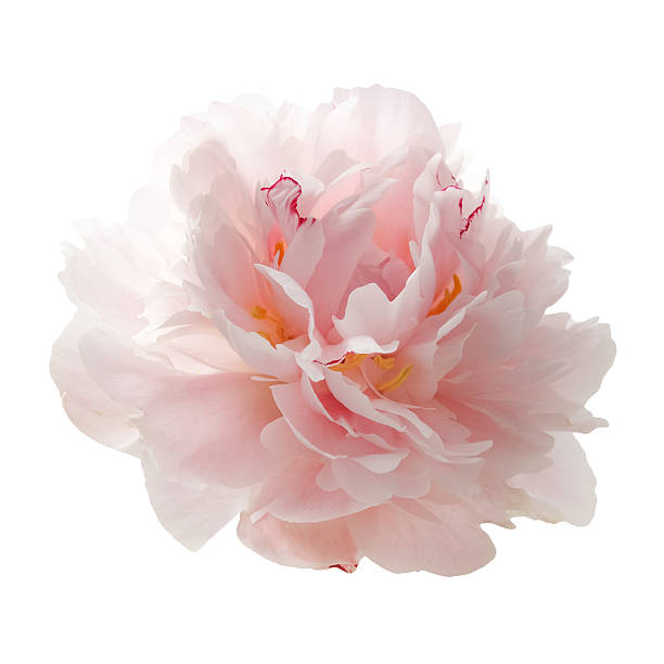 istock beautiful pink peony flower isolated on white 541825902