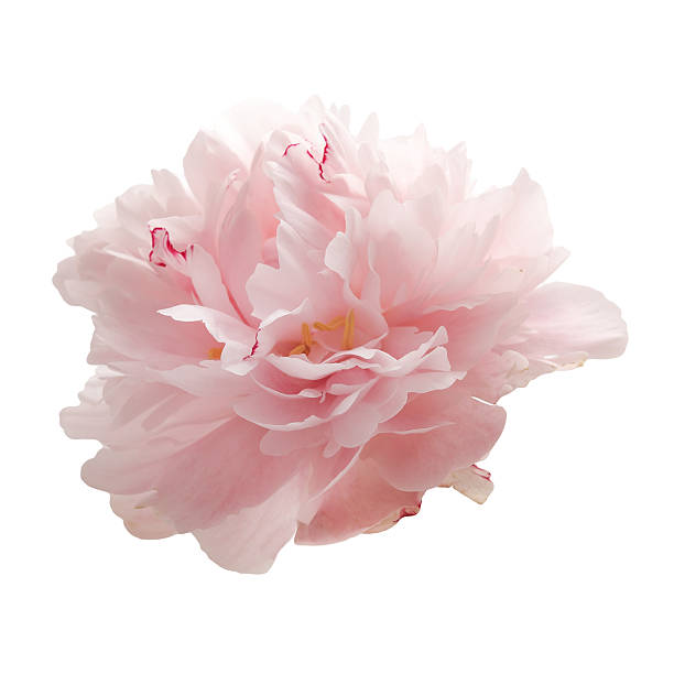 istock beautiful pink peony flower isolated on white 541825914