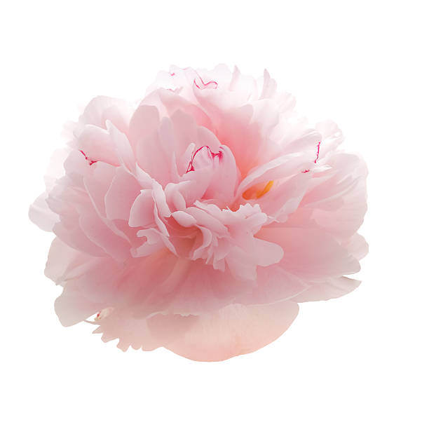 istock beautiful pink peony flower isolated on white 541825936