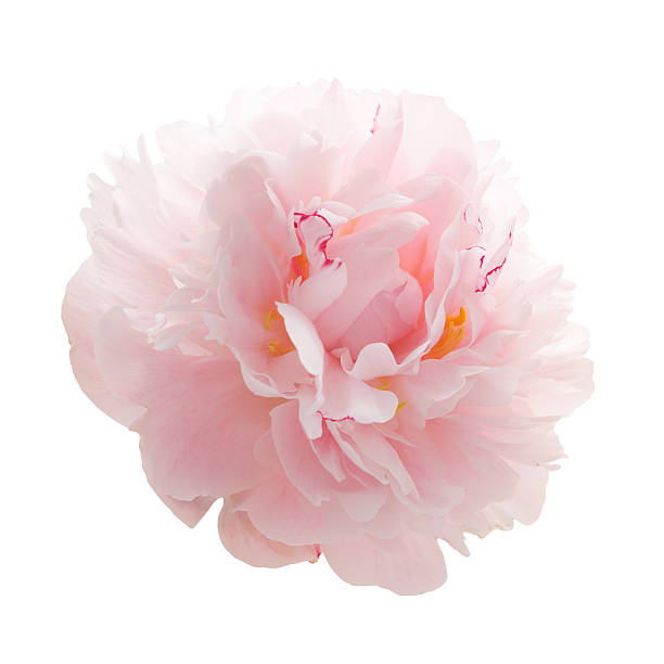 istock beautiful pink peony flower isolated on white 541825960
