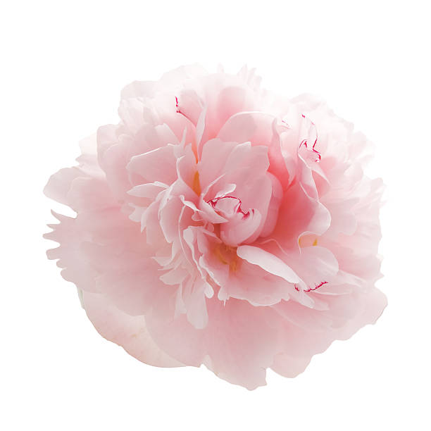 istock beautiful pink peony flower isolated on white 541825974