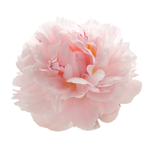 istock beautiful pink peony flower isolated on white 541825994