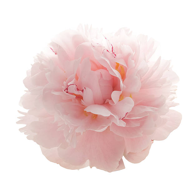 istock beautiful pink peony flower isolated on white 541826006