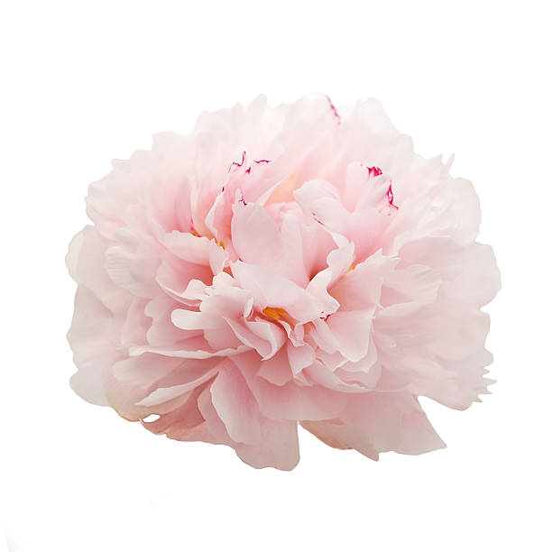 istock beautiful pink peony flower isolated on white 541826028