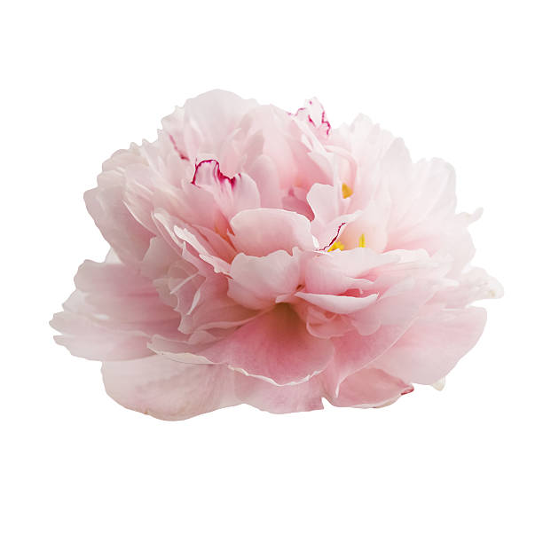 istock beautiful pink peony flower isolated on white 541826048
