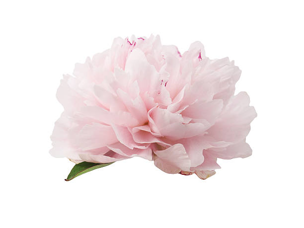 istock beautiful pink peony flower isolated on white 541826060