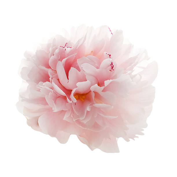 istock beautiful pink peony flower isolated on white 541826128