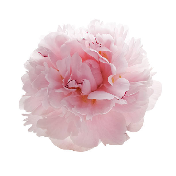 istock beautiful pink peony flower isolated on white 541826136